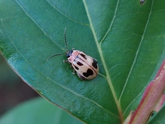 Alagoasa bipunctata