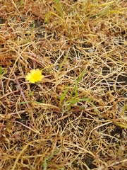 Microseris bigelovii
