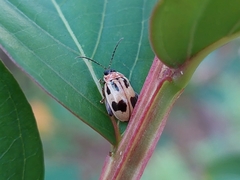 Alagoasa bipunctata