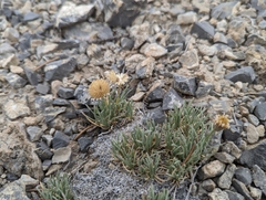 Erigeron compactus