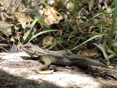 Sceloporus occidentalis becki