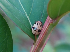 Alagoasa bipunctata
