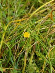 Microseris bigelovii