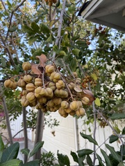 Cupaniopsis anacardioides