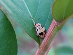 Alagoasa bipunctata