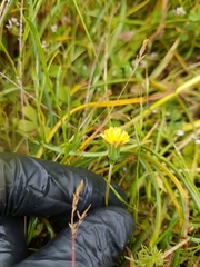 Microseris bigelovii