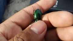 Pasimachus subangulatus