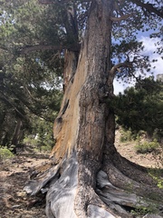 Pinus balfouriana