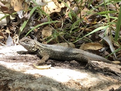 Sceloporus occidentalis becki
