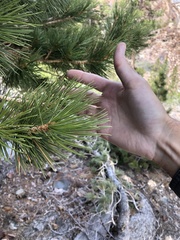 Pinus balfouriana