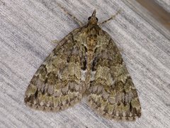 Hydriomena renunciata