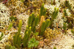 Lycopodiales