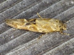Mompha stellella