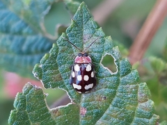 Alagoasa bipunctata