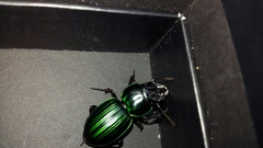 Pasimachus subangulatus