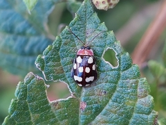 Alagoasa bipunctata