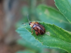 Alagoasa seriata
