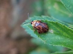 Alagoasa seriata