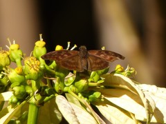 Anastrus sempiternus