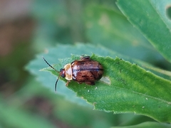 Alagoasa seriata