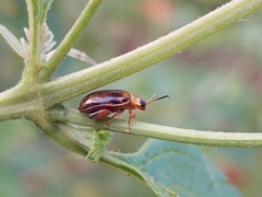 Alagoasa seriata