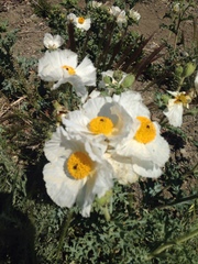 Argemone munita