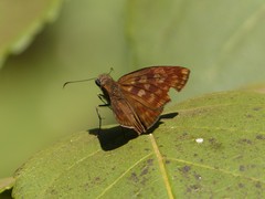 Anastrus sempiternus