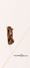 Acrolophus walsinghami