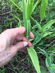 Urochloa texana
