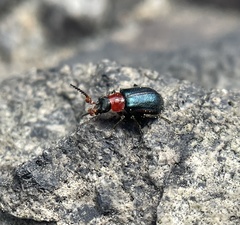 Collops tricolor