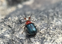 Collops tricolor