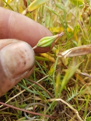 Microseris bigelovii