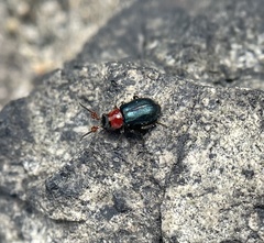 Collops tricolor