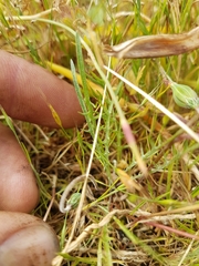 Microseris bigelovii