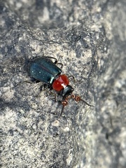 Collops tricolor