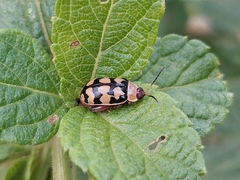 Alagoasa jacobiana