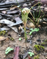 Pterostylis dolichochila