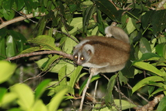 Bengal Slow Loris photo 3