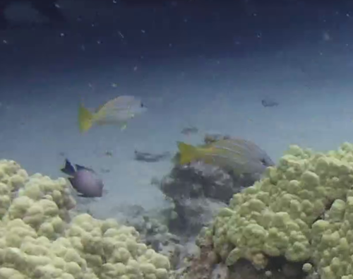 Bluestripe snapper