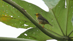 Metopothrix aurantiaca