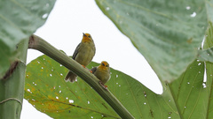 Metopothrix aurantiaca