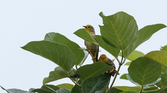 Metopothrix aurantiaca