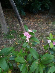 Rhodomyrtus tomentosa