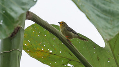 Metopothrix aurantiaca