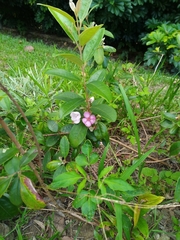 Rhodomyrtus tomentosa
