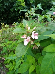 Rhodomyrtus tomentosa