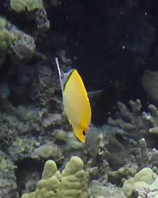 Forcepsfish