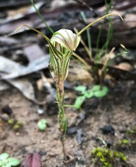 Pterostylis dolichochila