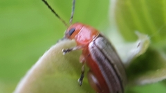 Disonycha brevilineata