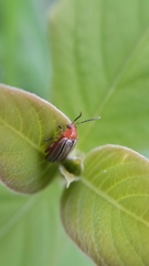 Disonycha brevilineata